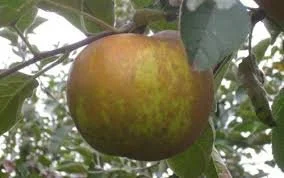 Roxbury Russet - Apple Tree - B.118