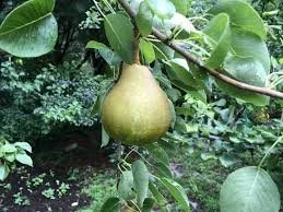 Bartlett - Pear Tree - Standard Rootstock
