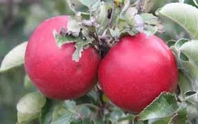 Idared- Apple Tree - B.118