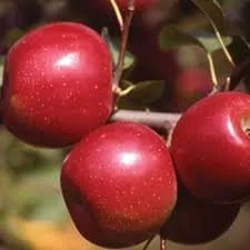 Enterprise - Apple Tree - B.118