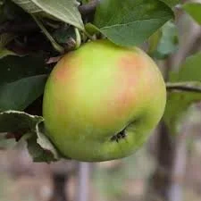 Bramley Seedling-  Apple Tree - B.118