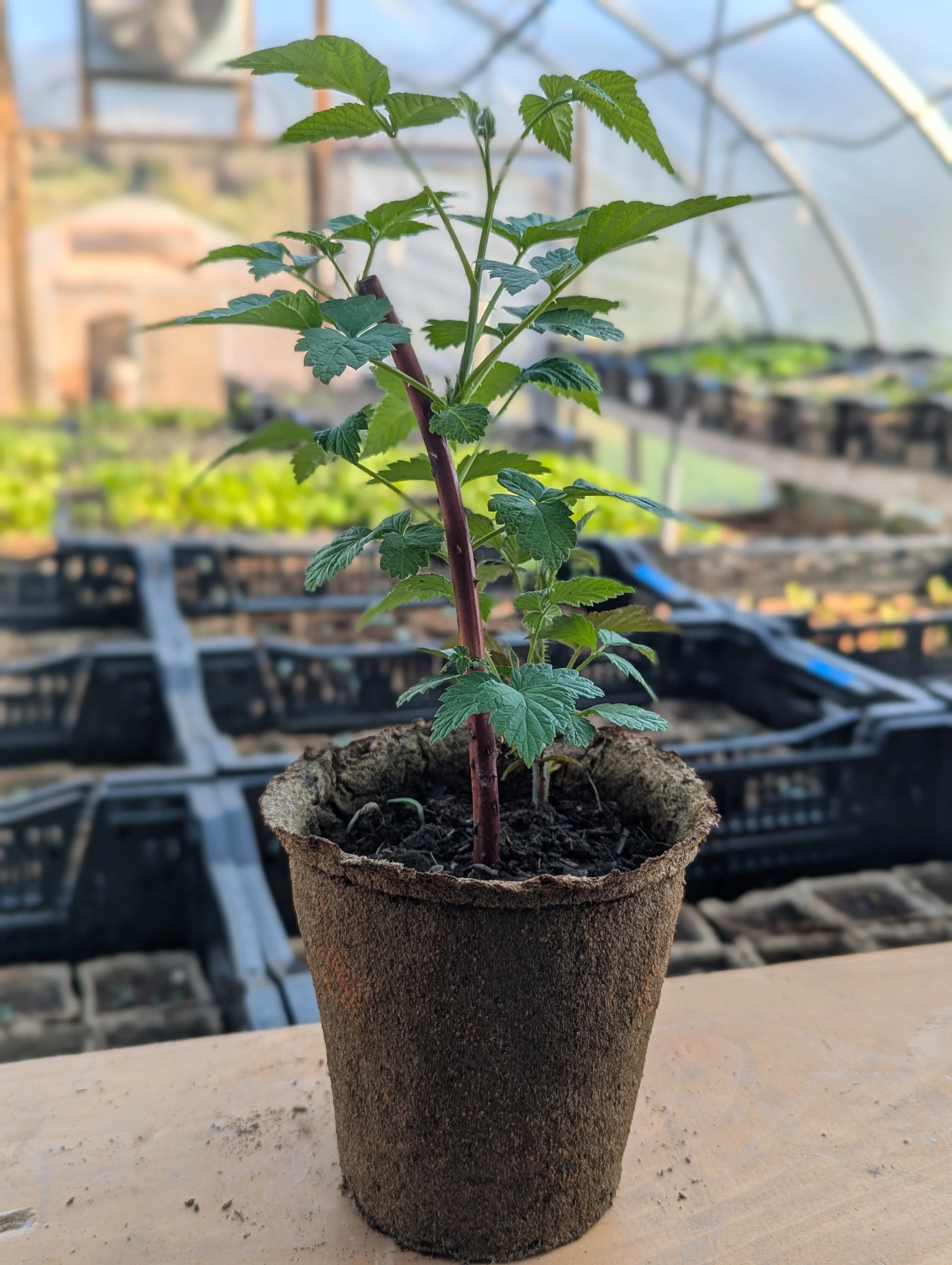 Black Raspberry - Jewel