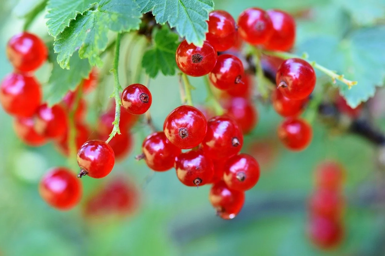 Red Currant