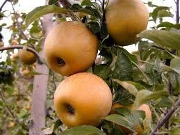 Golden Russet -  Apple Tree - B.118