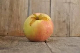 Spigold- Apple Tree - B.118