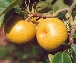 Shinsui - Asian Pear Tree - Standard Rootstock