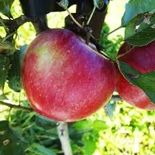 Sweet Sixteen - Apple Tree - B.118