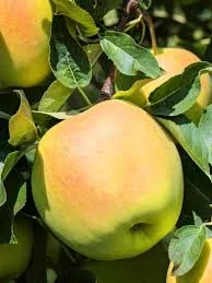 Newtown Pippin - Apple Tree - B.118