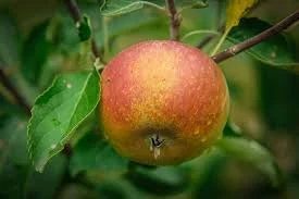 Cox Orange Pippin -  Apple Tree - B.118