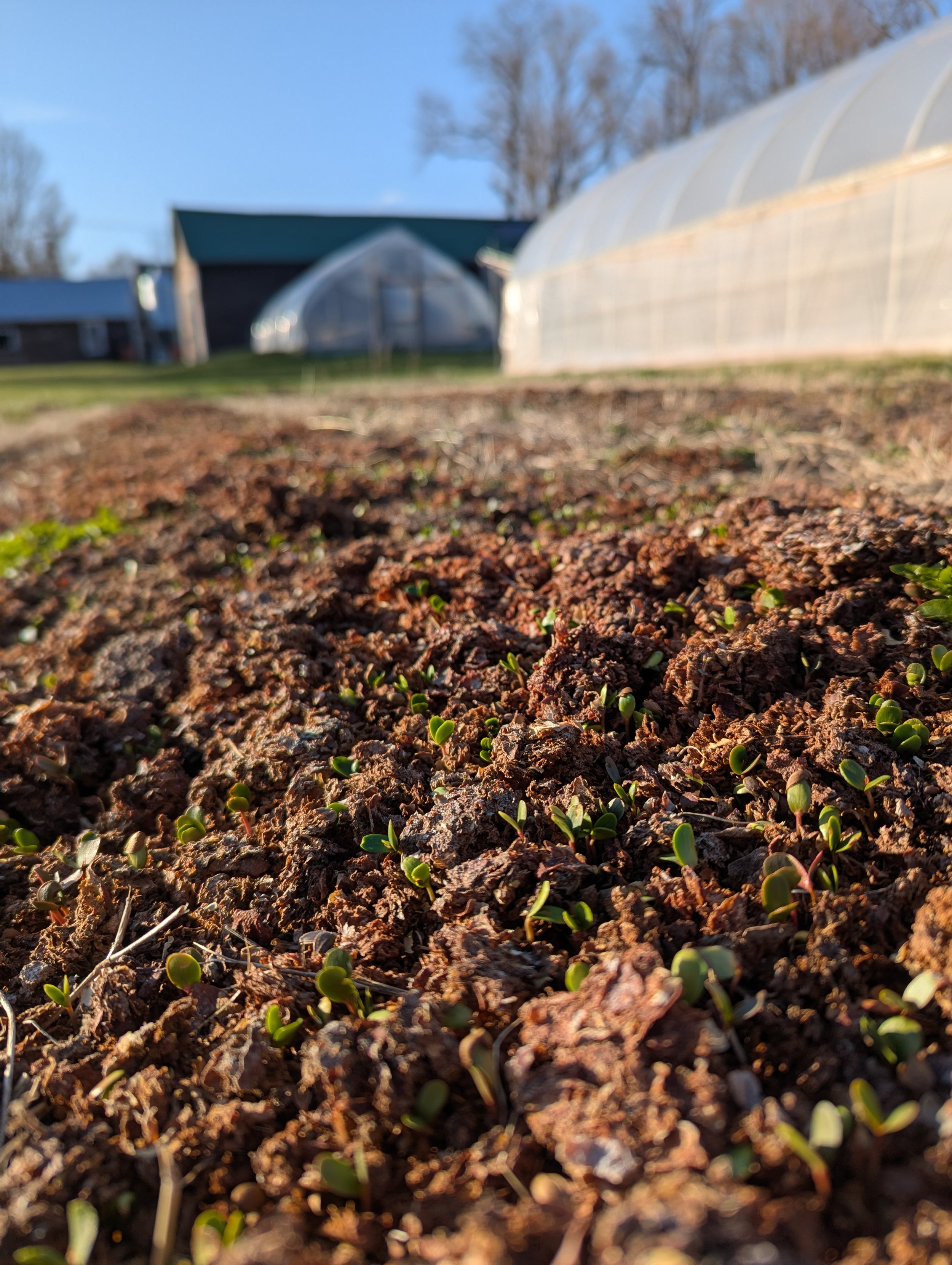 Pippins - Seedling Apples - Cheapest Way to Start an Orchard