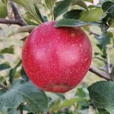 Freedom-  Apple Tree - B.118