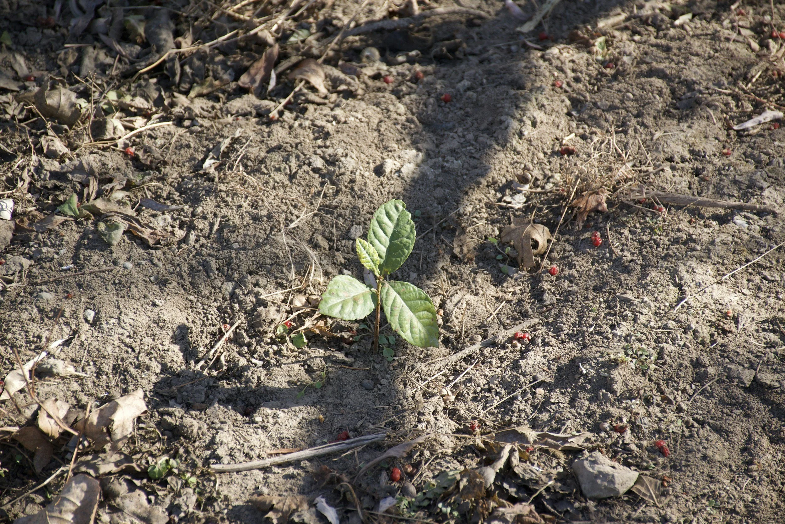 Grow Stronger Plants with Winter Sowing