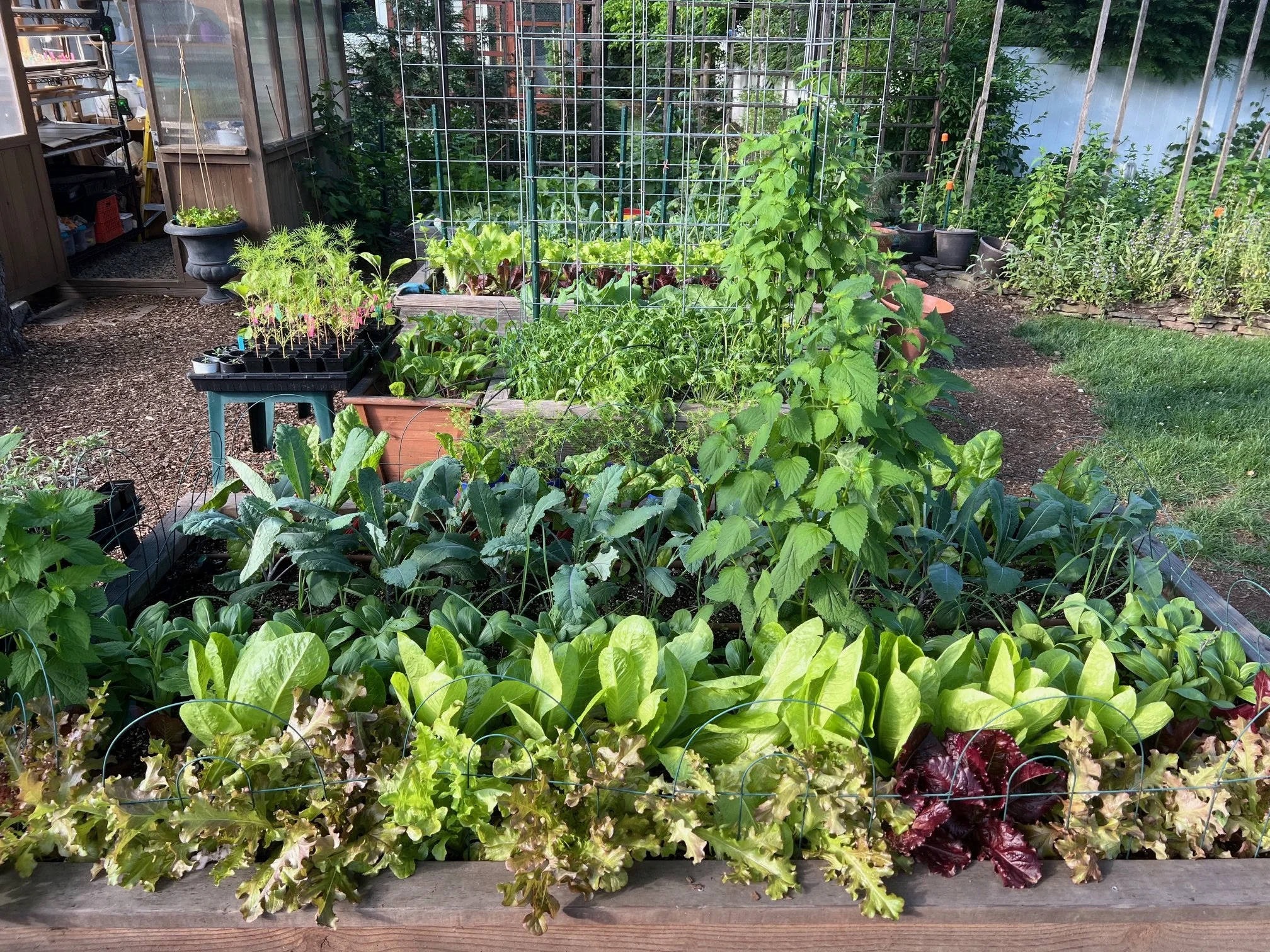 The Vegetable Garden