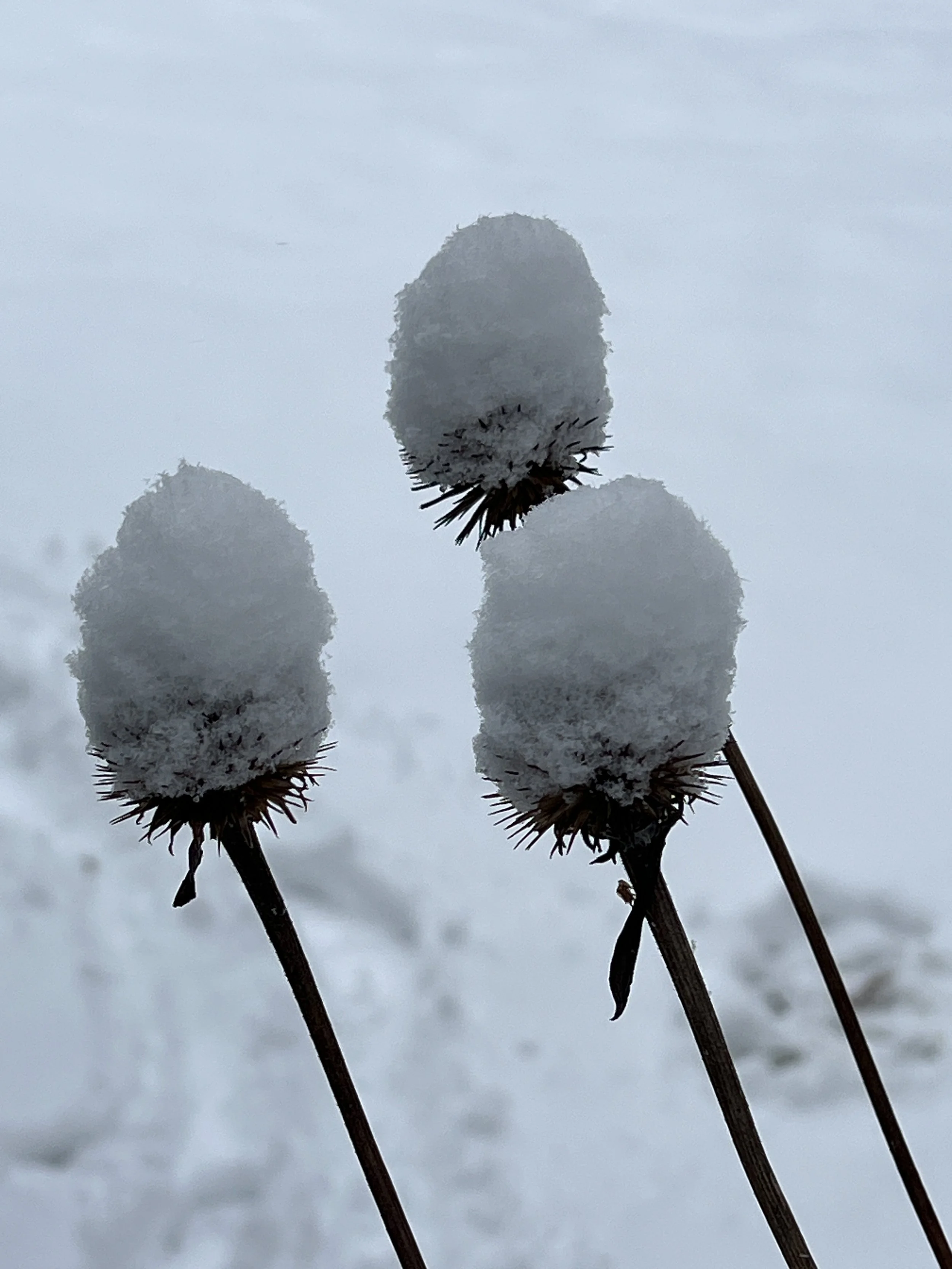 Bird-Friendly Yards in Winter