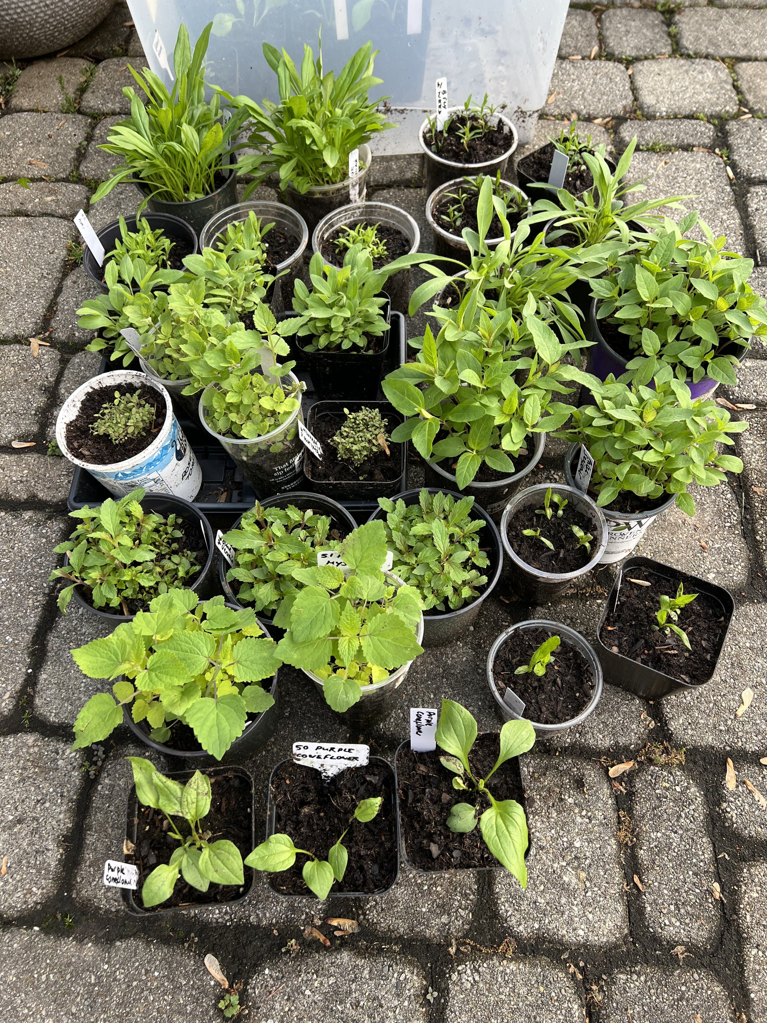 Plant Swap