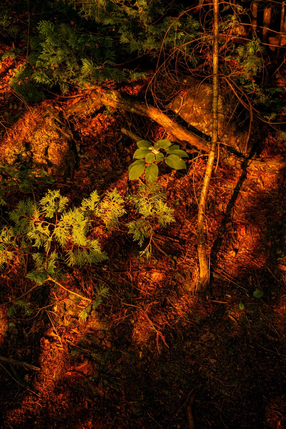 DSCF0665.jpg