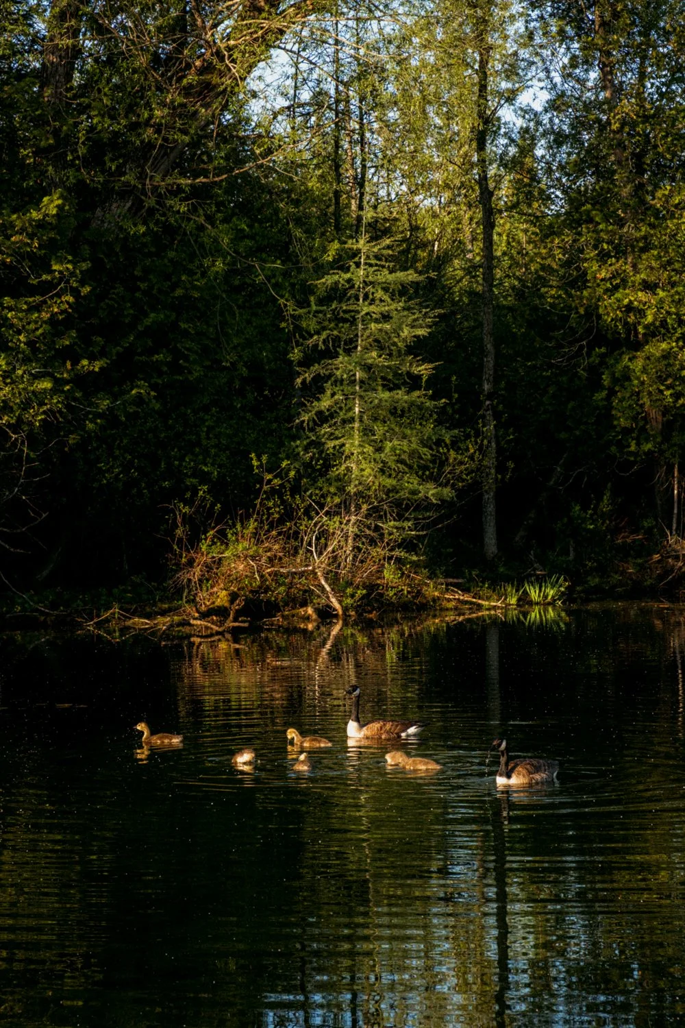 DSCF0453.jpg