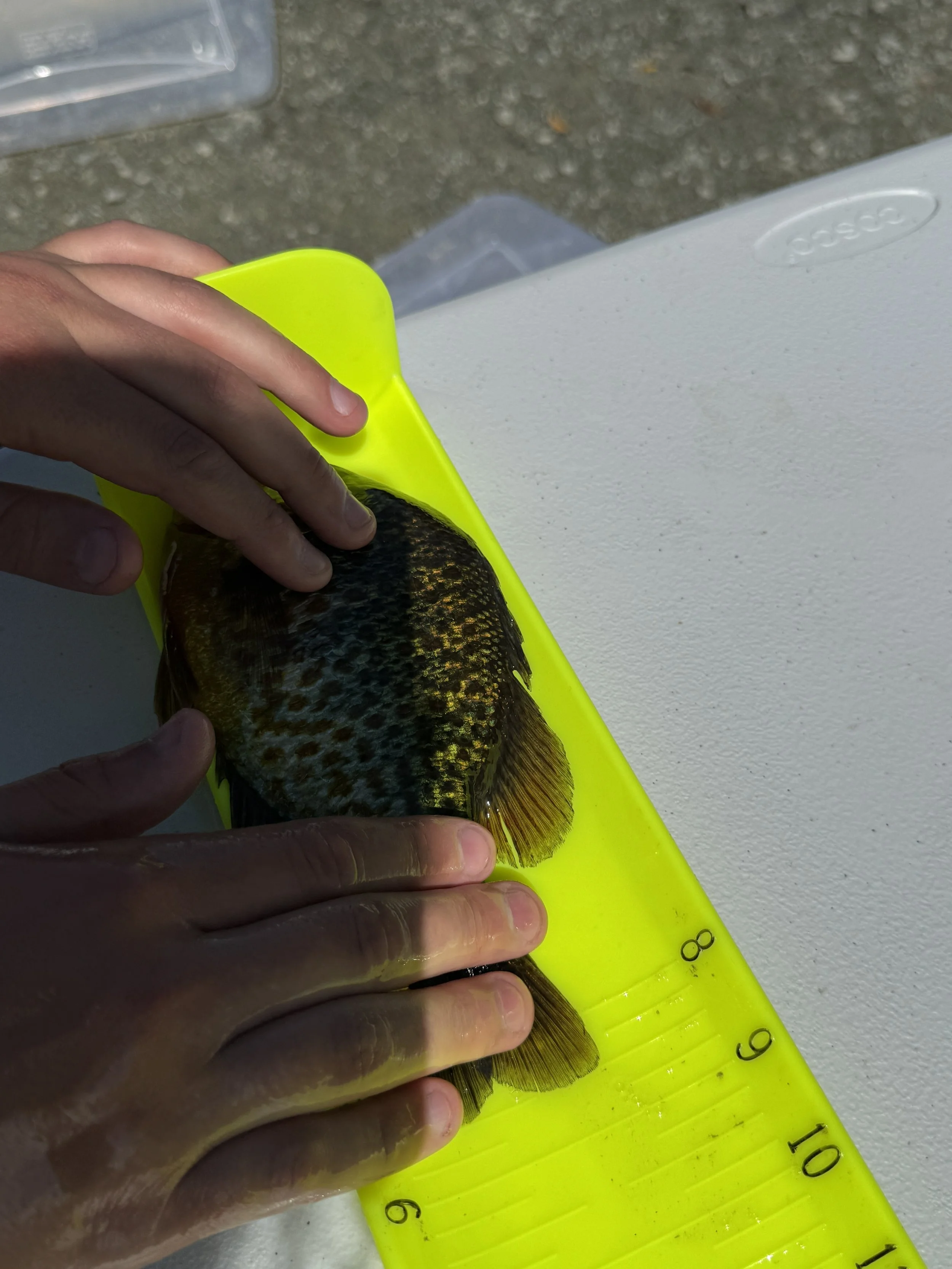 Darby Wendel’s winning pumpkinseed weighed 8 1/4 oz and measured 8 1/2 inches, earning first place in both the Pumpkinseed Weight and Length divisions.