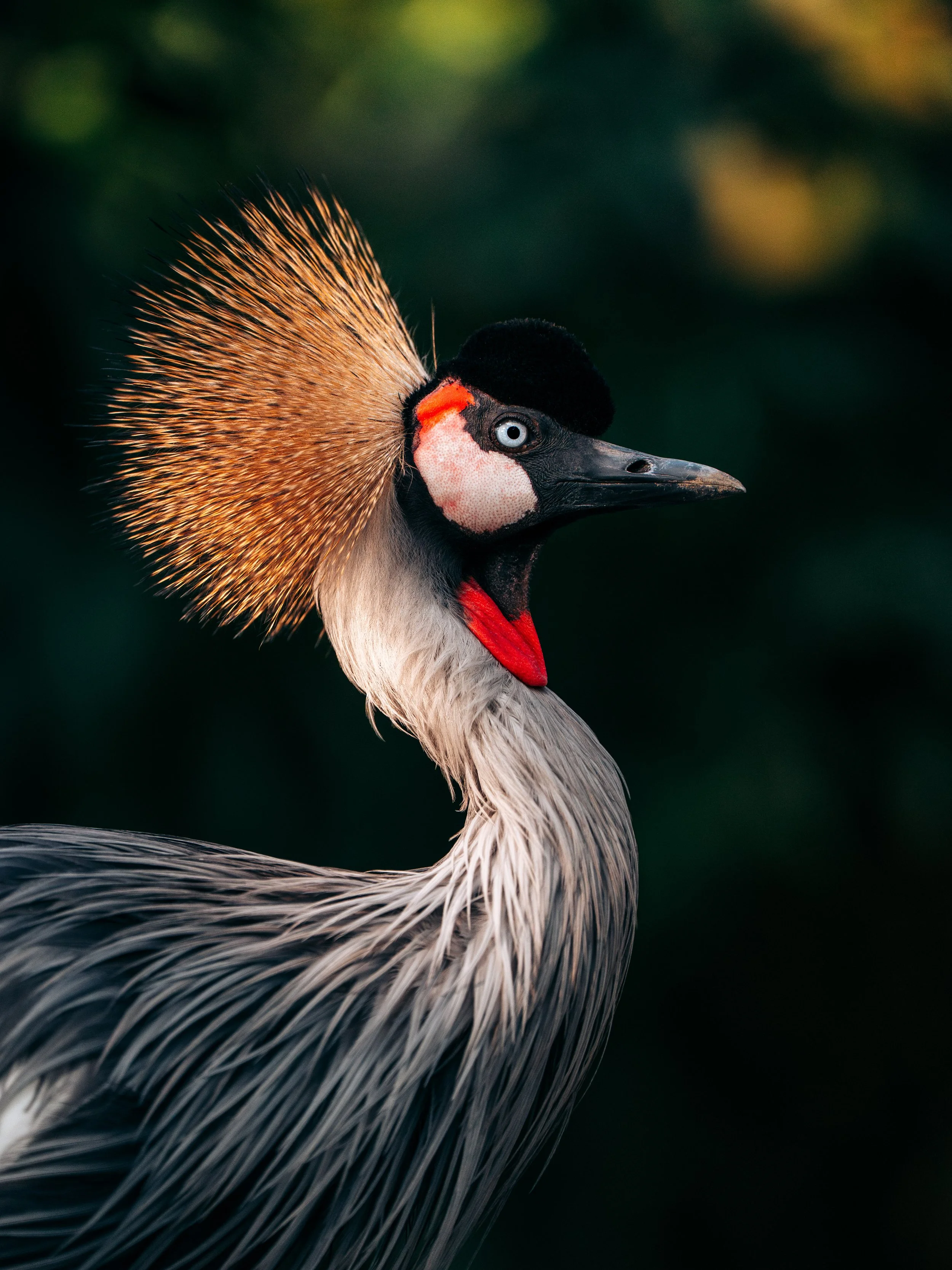 A7_08055-Avec accentuation-Bruit.jpg