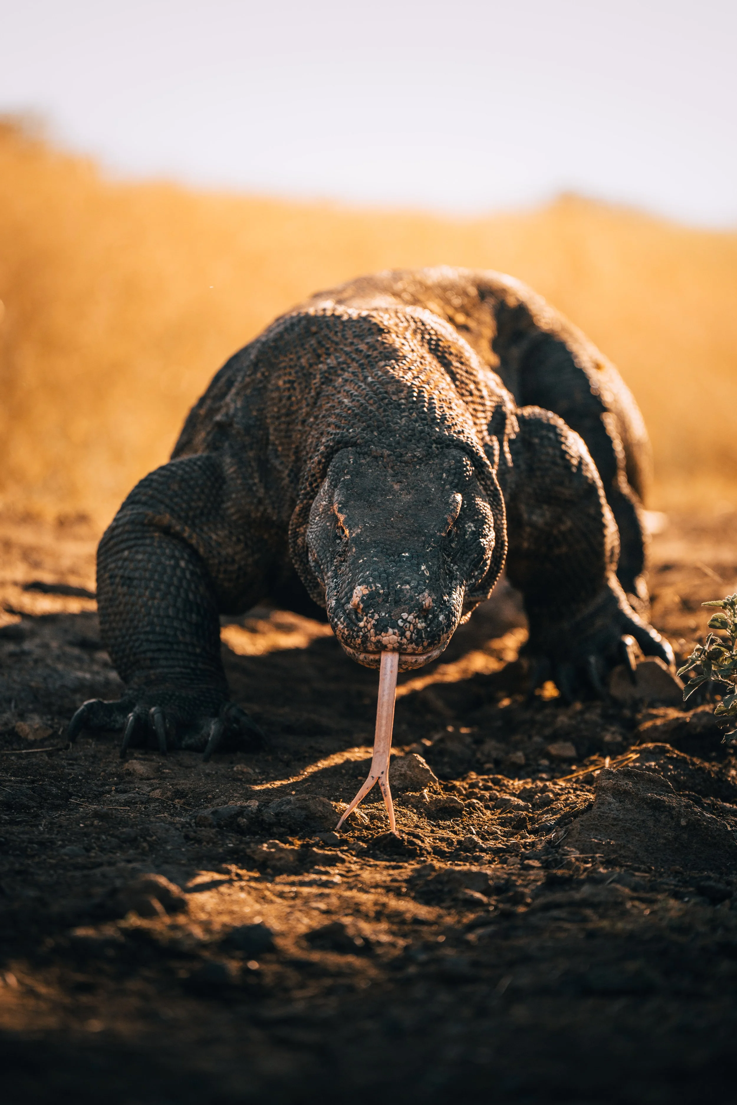 Komodo_8.jpg