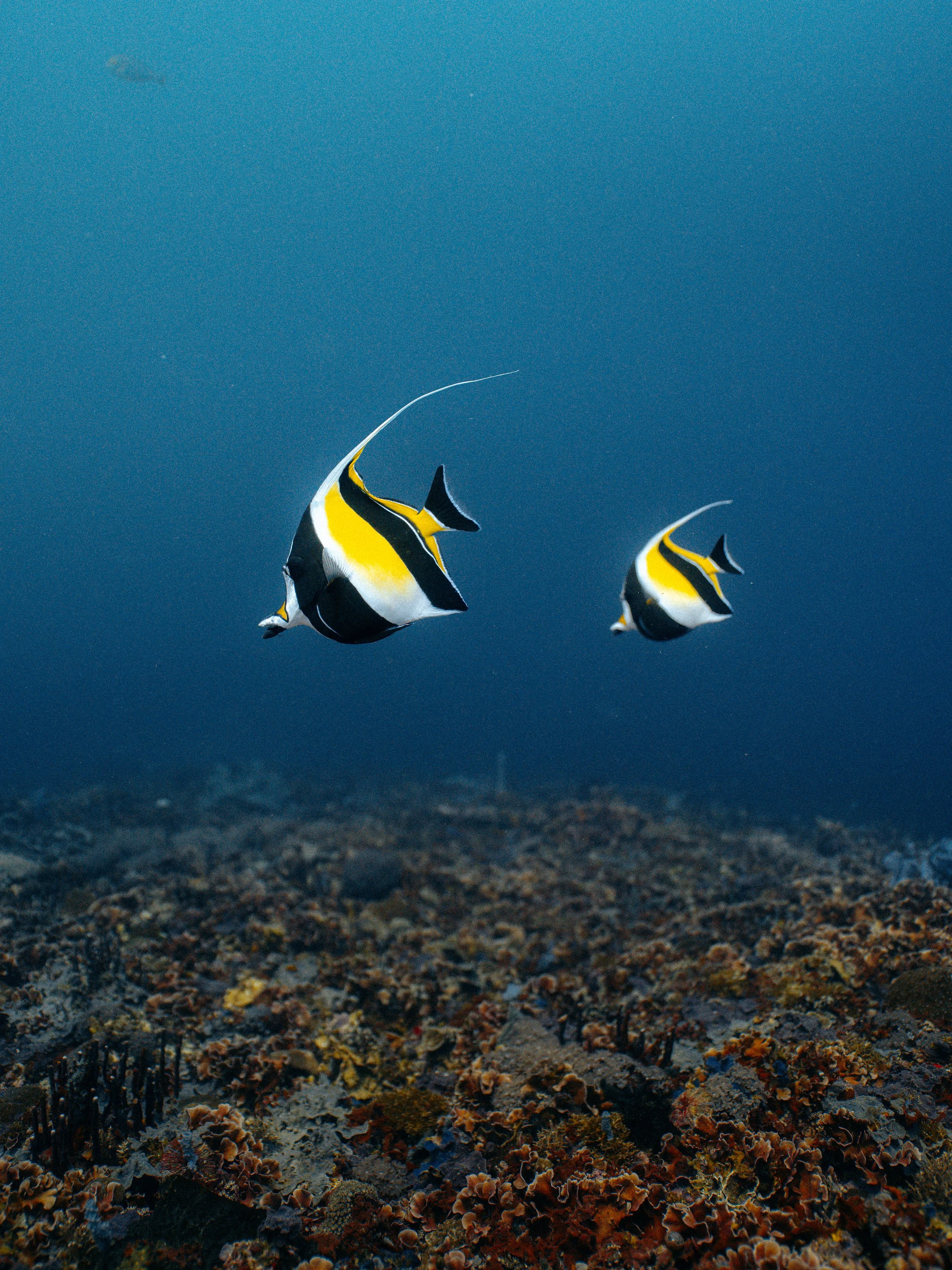 Underwater_17.jpg