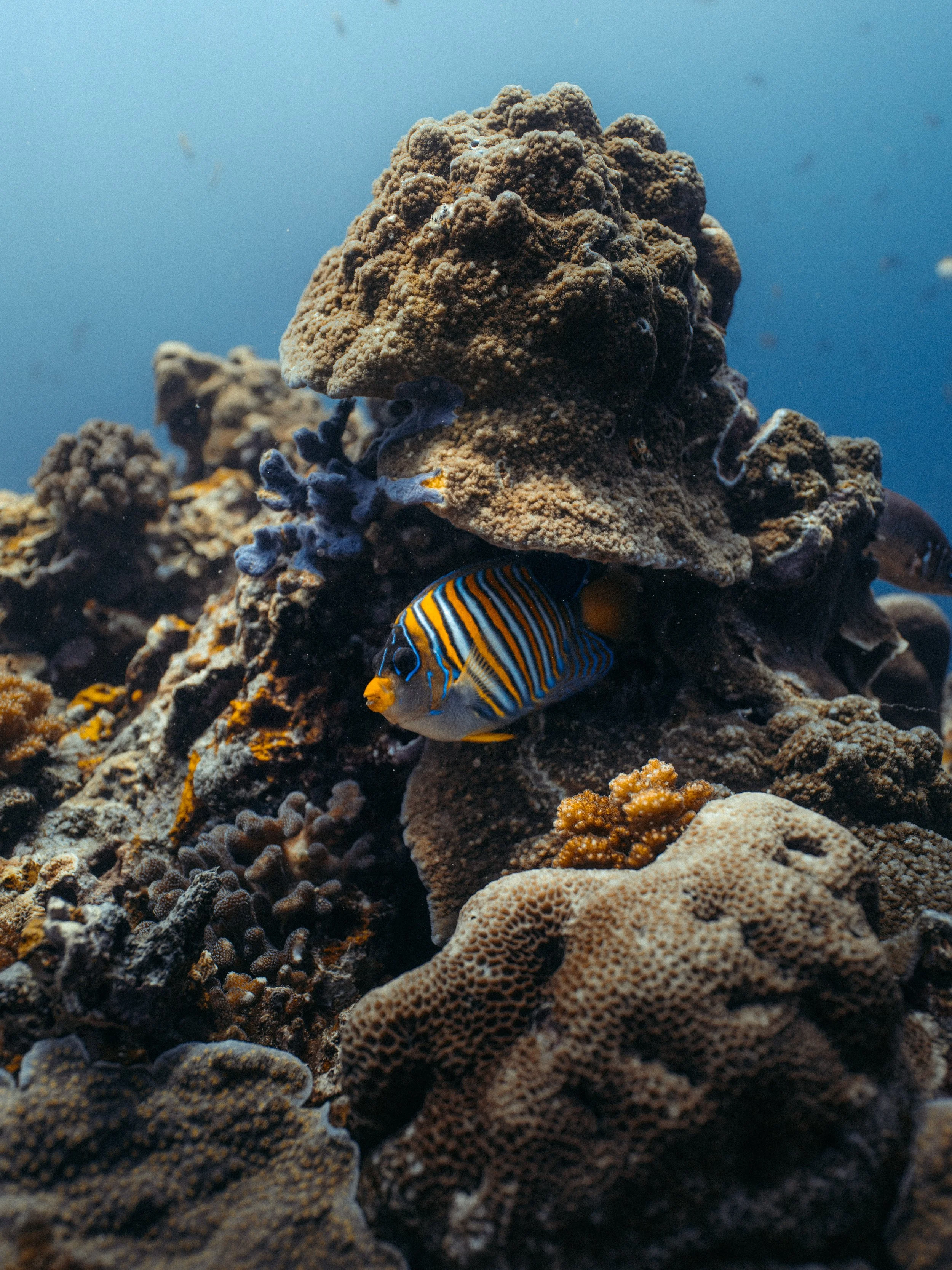 Underwater_14.jpg