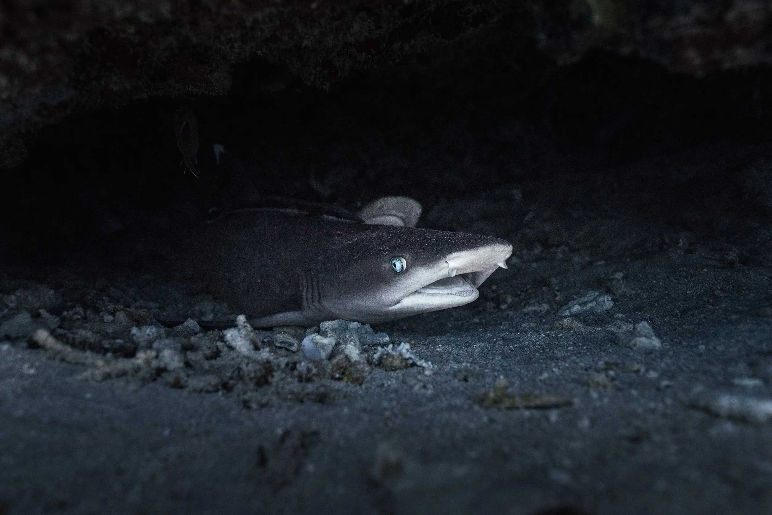 Underwater_9.jpg