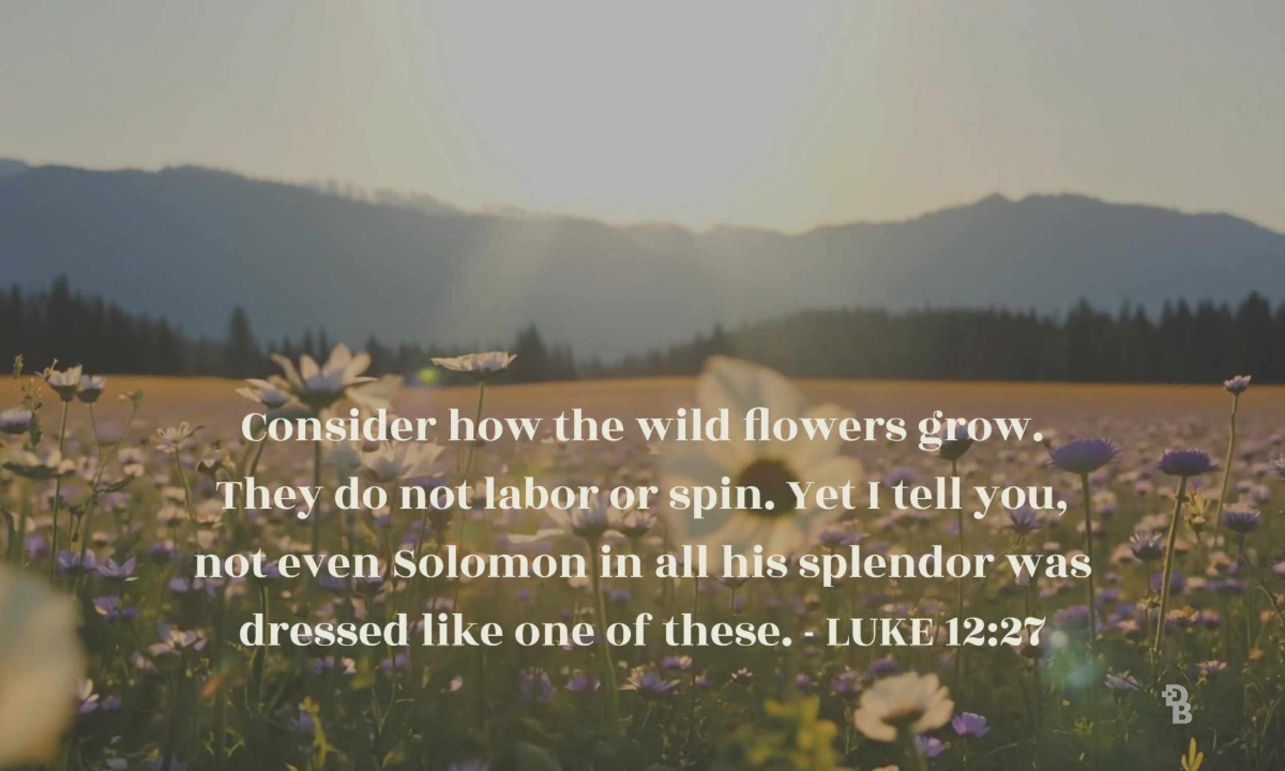 WILD FLOWER Luke 12