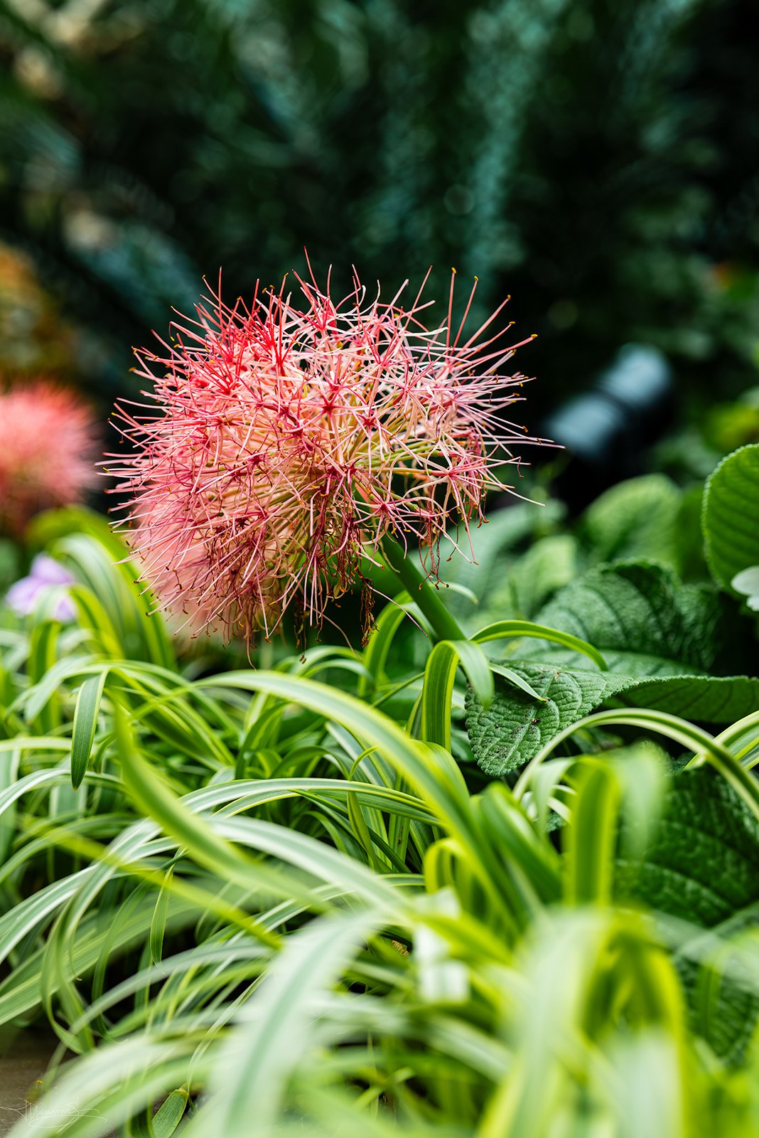 Firework Bloom-SmallSigned.jpg