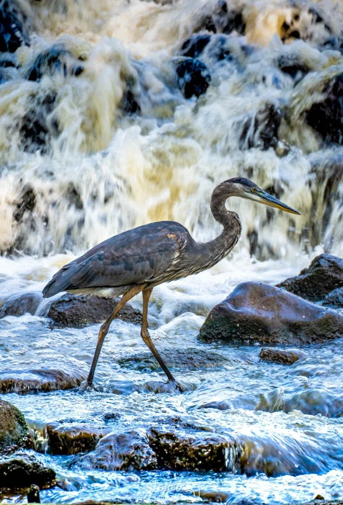 Blue Heron 2 9-7-2020-3-5.jpg