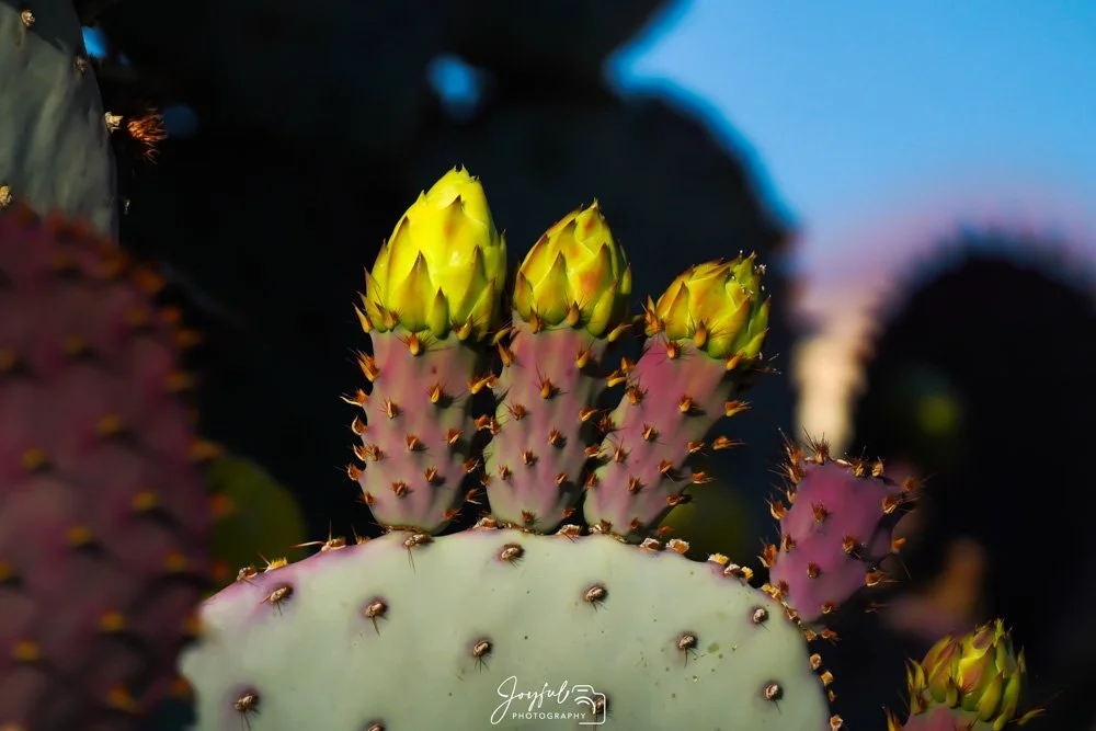 Three Little Flowers-114.jpg