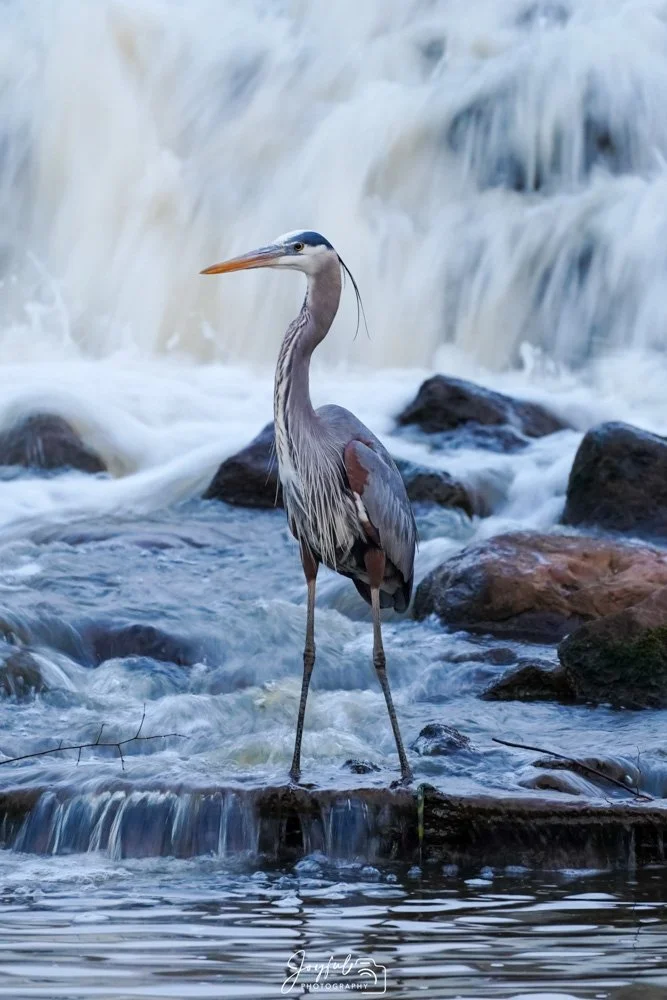 Blue Herion at Falls-1.jpg