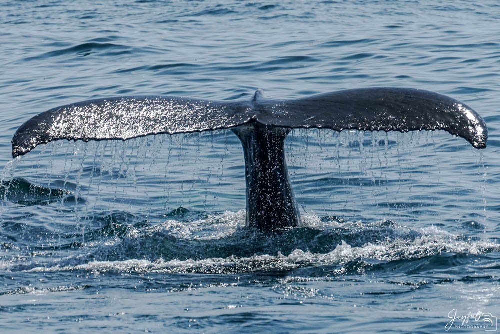 Whale Watching-16-141.jpg