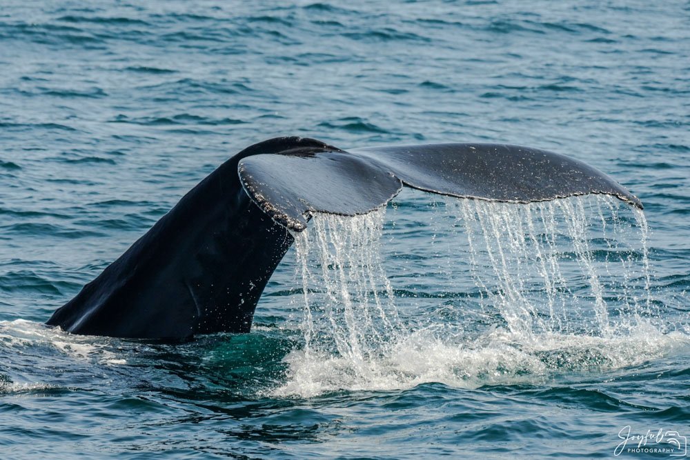 Whale Watching-11-139.jpg