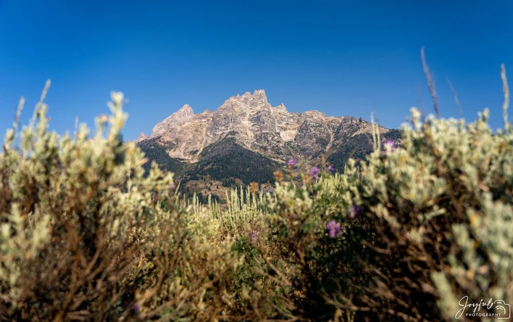 Tetons at park level-1-4-11.jpg