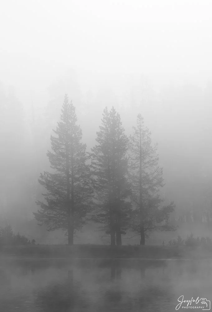 trees in the mist-1-5-12.jpg