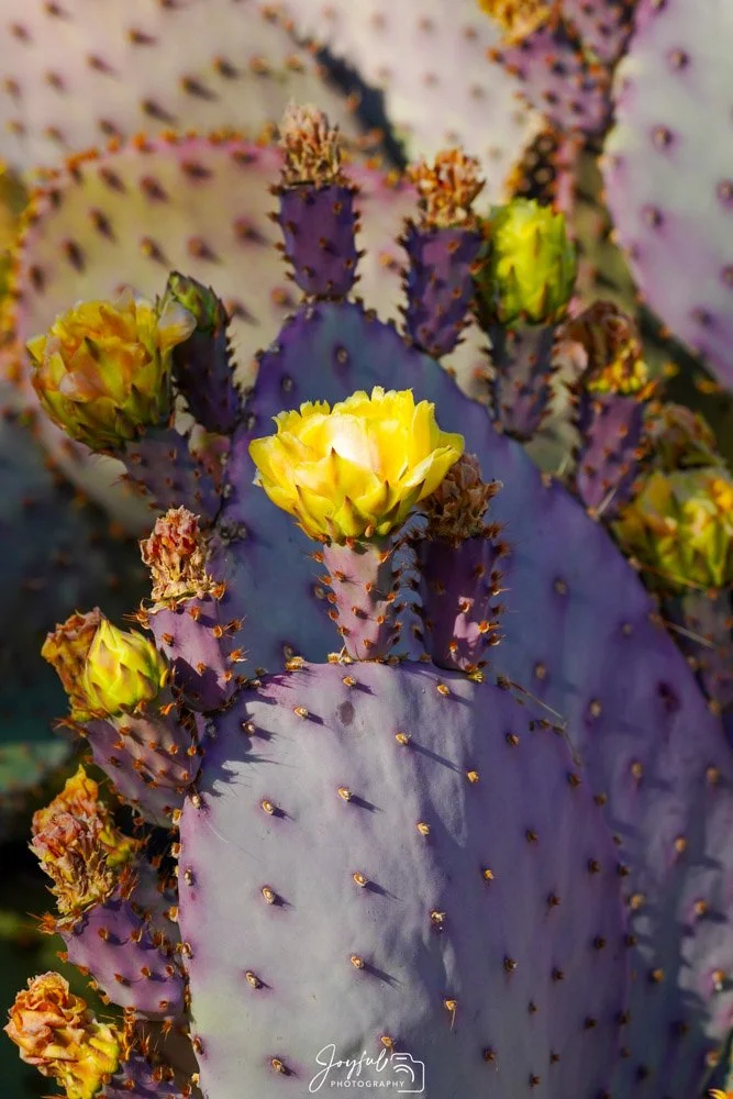 Stacks of Flowers-113.jpg