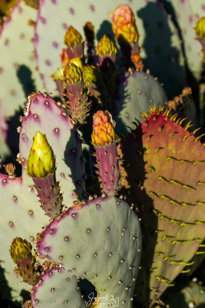 Lots O Flowers-112.jpg