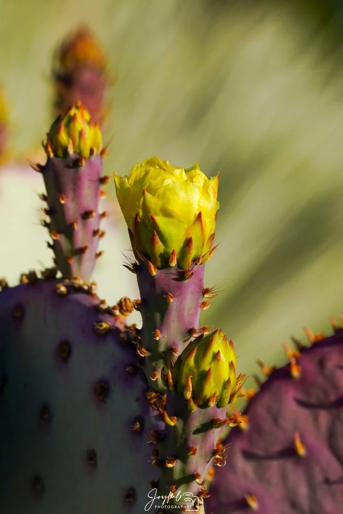 Flower Line Up-111.jpg