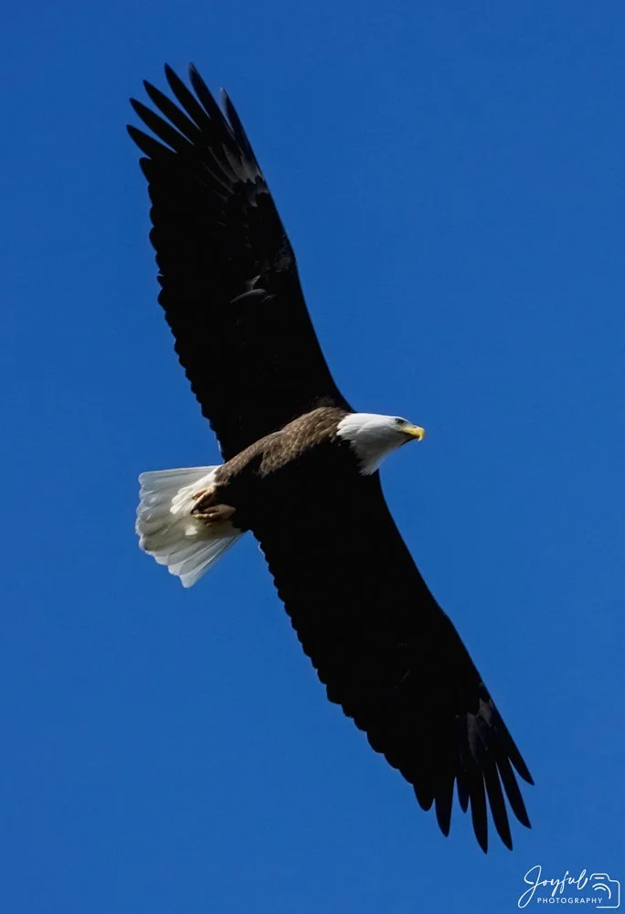 Flying Eagle high res (1 of 1)-8-83.jpg