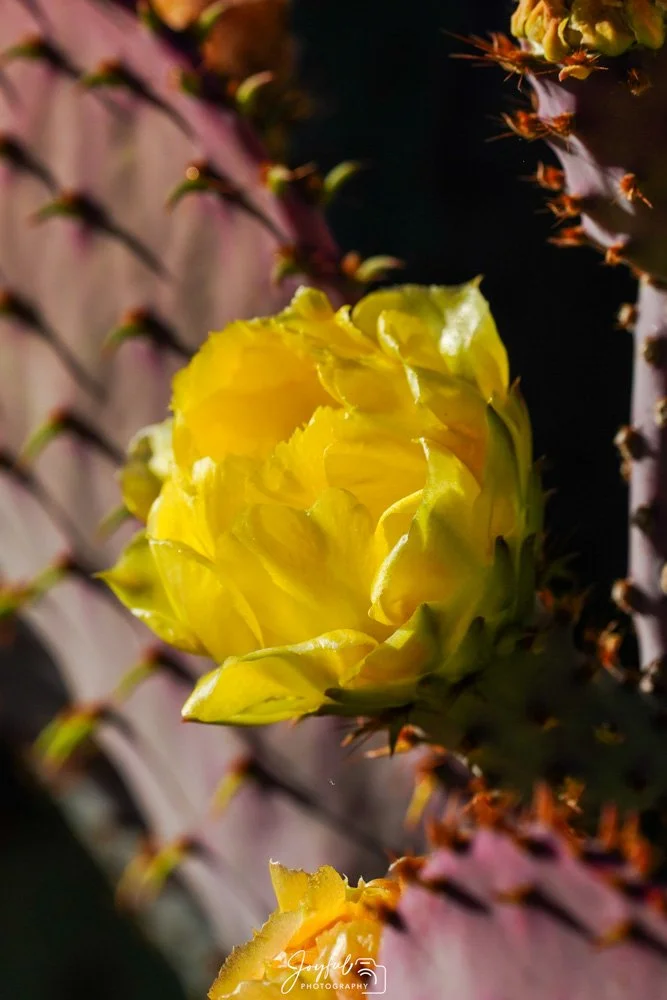Single Yellow Flower-115.jpg