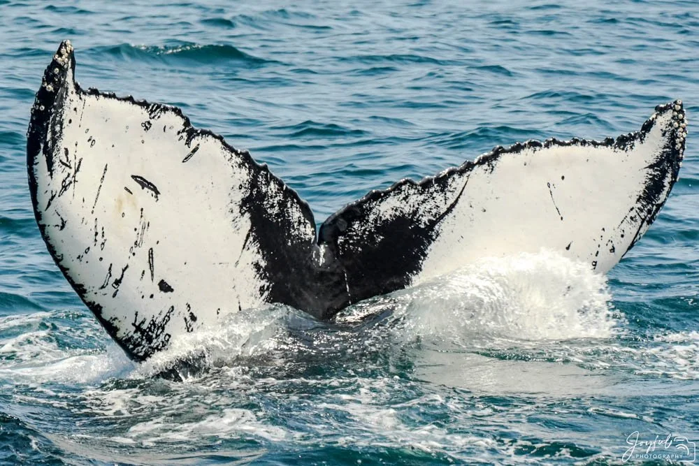 Whale Watching-14-140.jpg