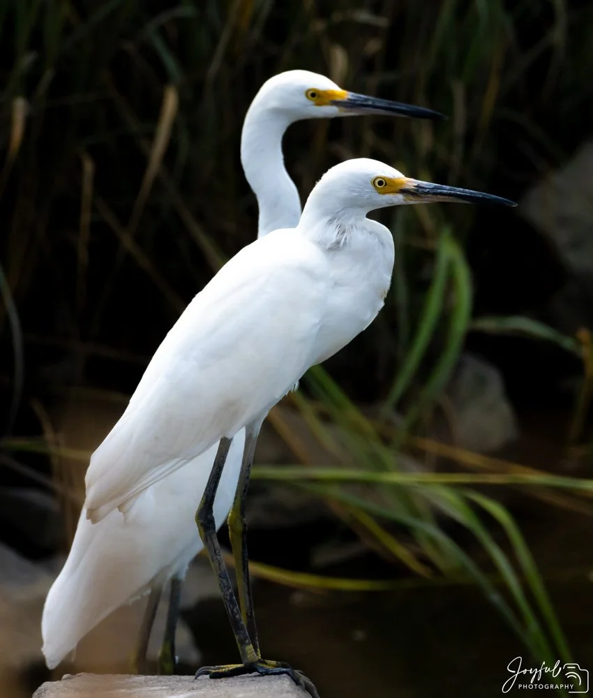 Snowy Egrets  8-26-2020-1-4.jpg