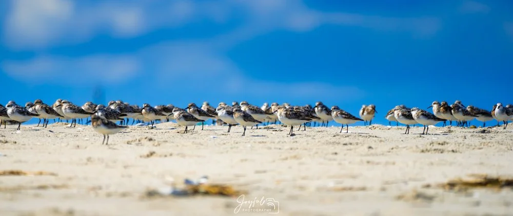 Sand Piper 19 by 8 Super resolution (1 of 1)-1-2.jpg