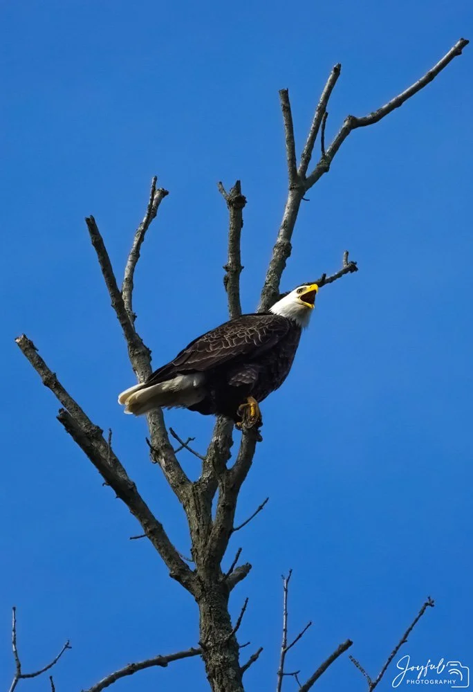 Lone Eagle calling high res (1 of 1)-7-82.jpg