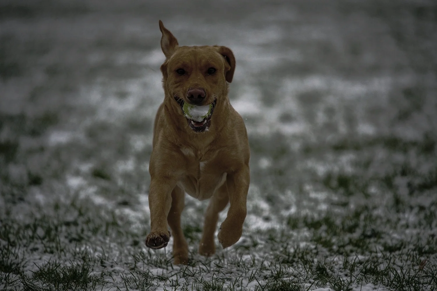 Dog running happily across a field