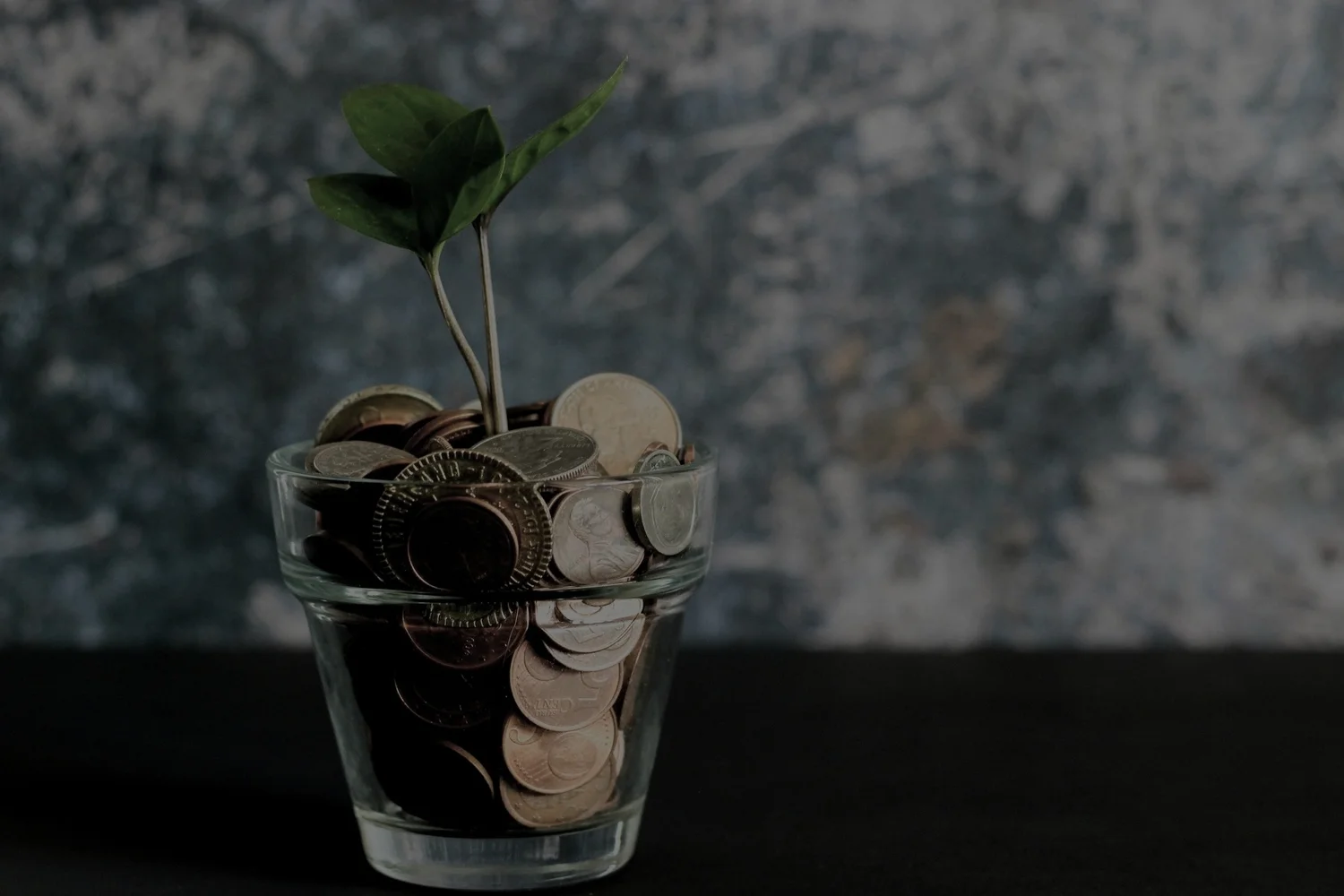 Coins in a glass jar with a small plant growing from them