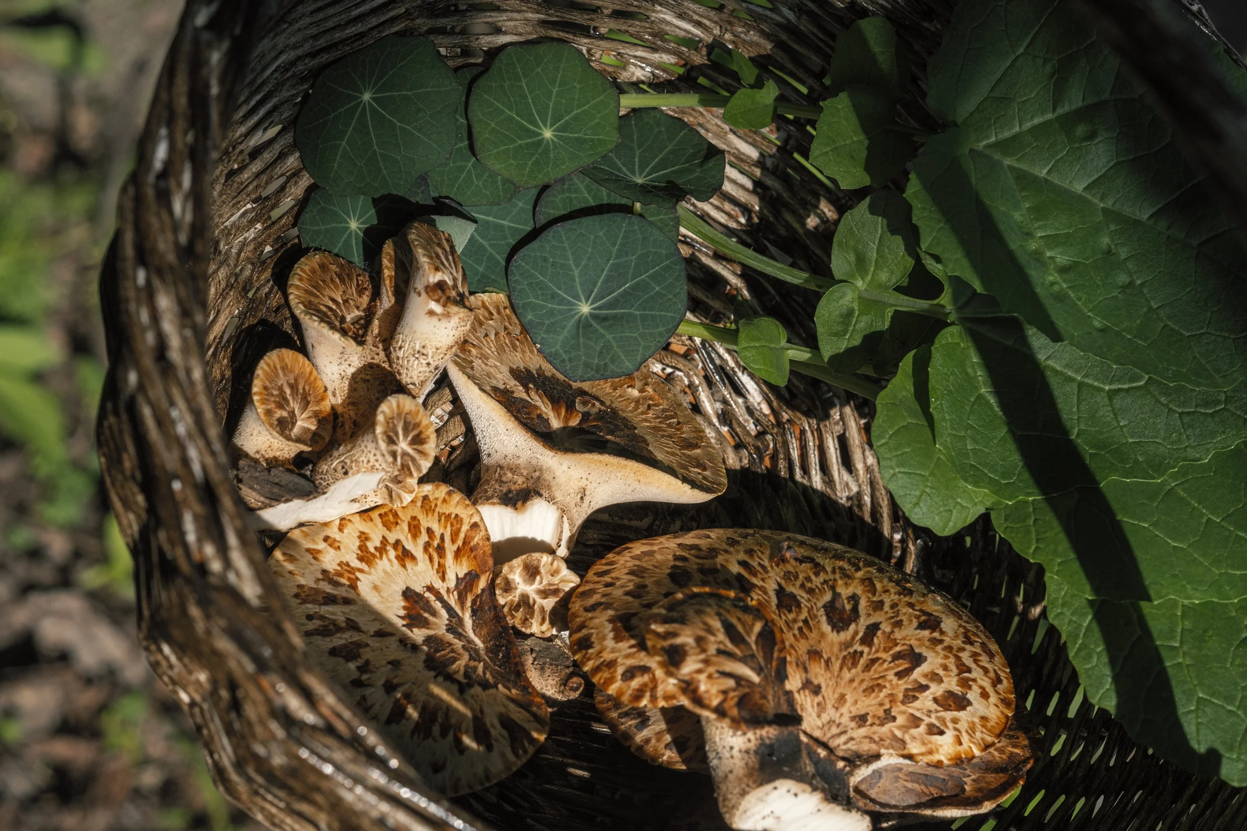 Harvest Basket (Montreal, May 30 2023).jpg