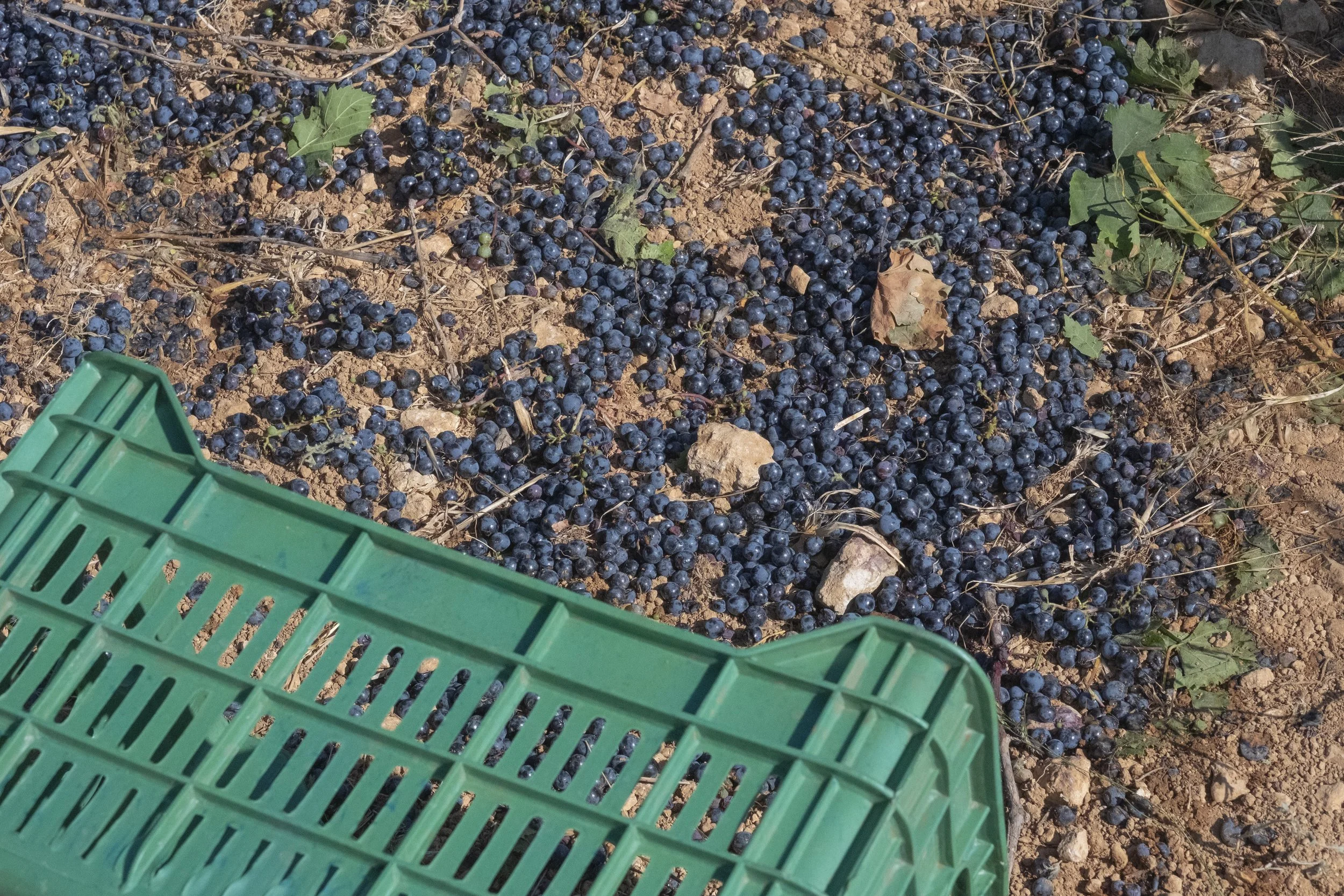 Spillage (Aug 2022) copy.jpeg