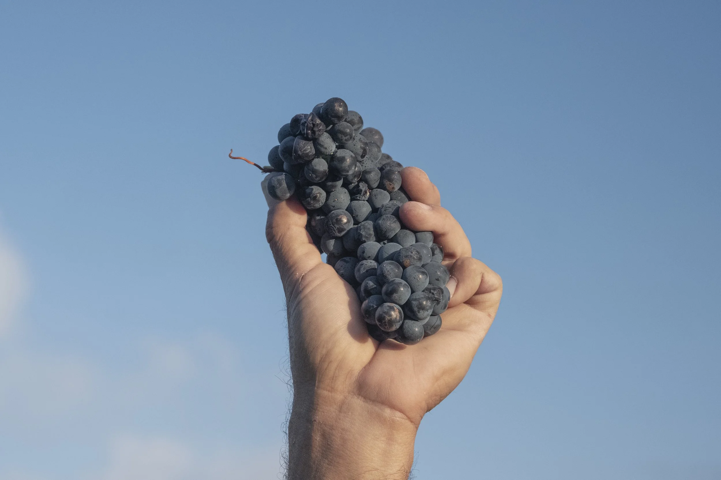 terrain, terroir